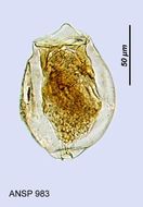 Image of Pompholyx sulcata Hudson 1885