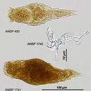 Image of Proales bemata Myers 1933