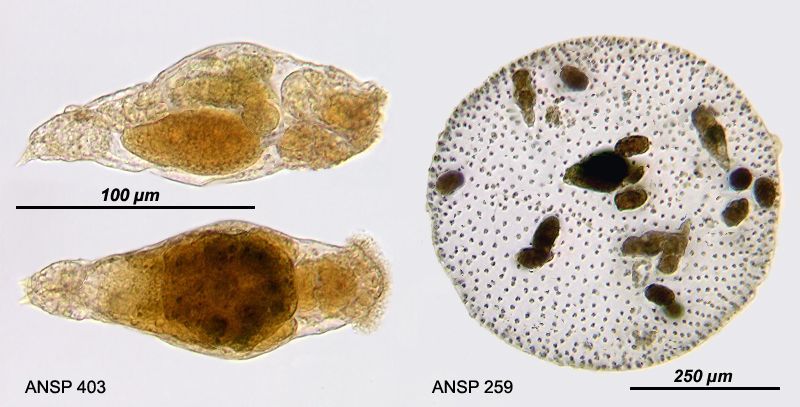 Image of Proales parasita (Ehrenberg 1838)