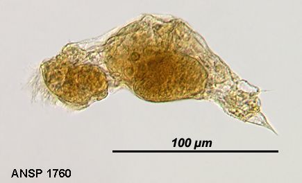 Image of Proalinopsis squamipes Hauer 1935