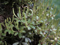 Image of peperomia