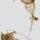 Image of Ptygura pedunculata Edmondson 1939