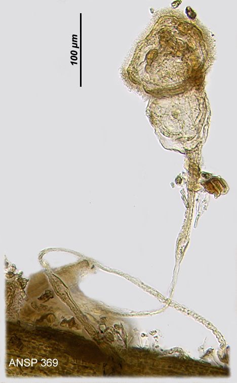Image of Ptygura pedunculata Edmondson 1939