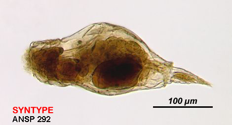 Image of Resticula gelida (Harring & Myers 1922)