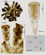 Image de Sinantherina semibullata (Thorpe 1889)