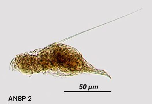 Image of Squatinella longispinata (Tatem 1867)