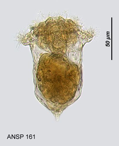 Image of Synchaeta cecilia Rousselet 1902