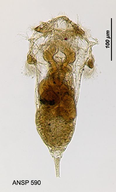 Image of Synchaeta grandis Zacharias 1893