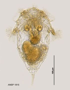 Image of Synchaeta stylata Wierzejski 1893