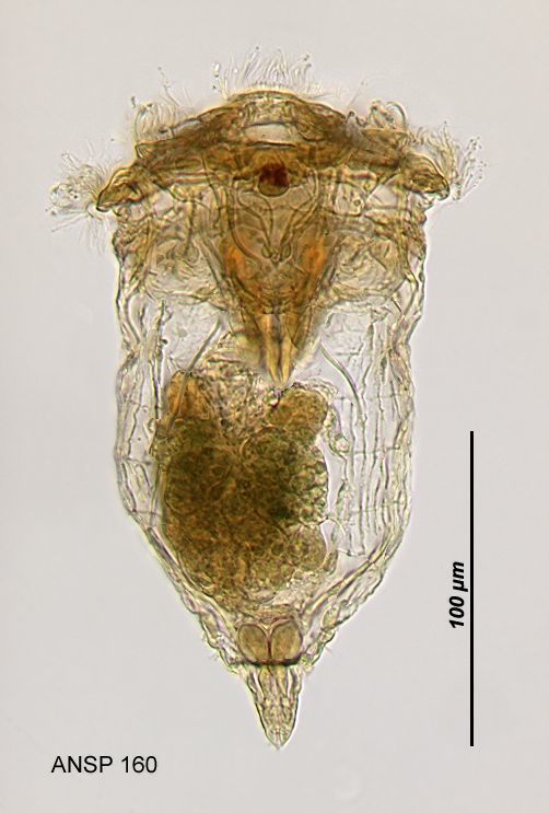 Image of Synchaeta tremula (Müller 1786)