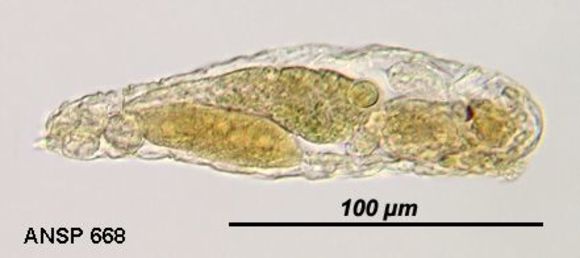 Image of Taphrocampa clavigera Stokes 1896