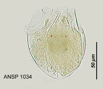 Image of Testudinella amphora Hauer 1938