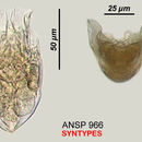 Image of <i>Testudinella armiger</i>