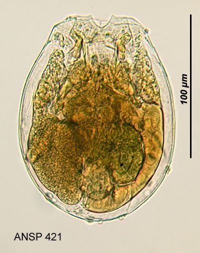 Image of <i>Testudinella dentata</i>