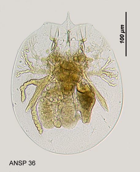 Image of <i>Testudinella mucronata haueriensis</i>