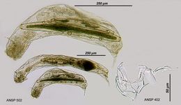 Image of Tetrasiphonidae