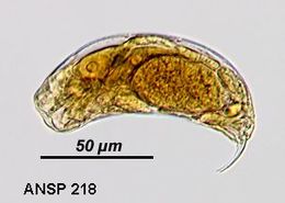 Image of Trichocerca brachyura (Gosse 1851)