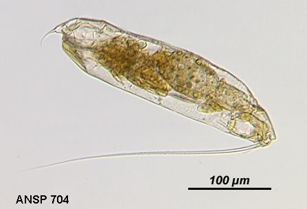 Image of Trichocerca cylindrica (Imhof 1891)