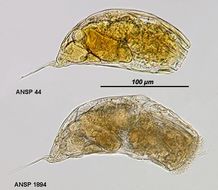 Image of Trichocerca dixonnuttalli (Jennings 1903)