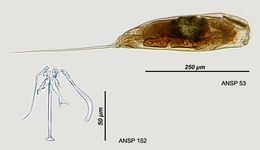 Image of Trichocerca elongata (Gosse 1886)