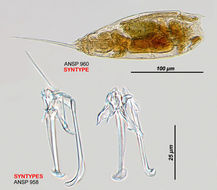 Image of Trichocerca harveyensis Myers 1942