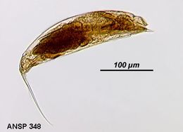 Image of Trichocerca insignis (Herrick 1885)