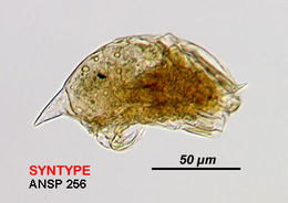 Image of Trichocerca insolens (Myers 1936)