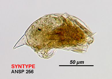 Image of Trichocerca insolens (Myers 1936)