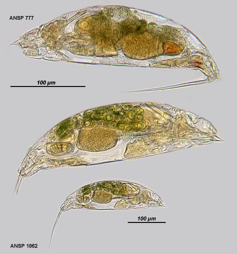 Image of Trichocerca macera (Gosse 1886)