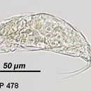 Image of Trichocerca insulana (Hauer 1937)