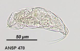 Image of Trichocerca insulana (Hauer 1937)