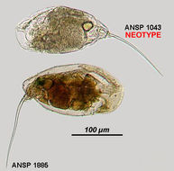 Image of Trichocerca mucosa (Stokes 1896)