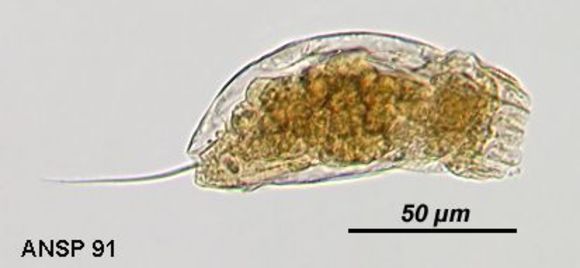 Imagem de Trichocerca pusilla (Jennings 1903)