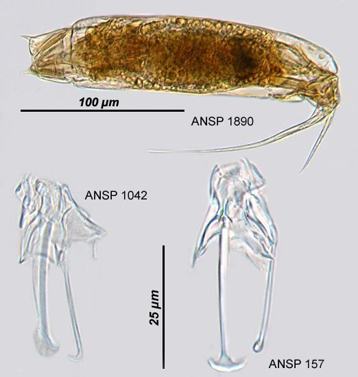 Image of Trichocerca edmondsoni (Myers 1936)