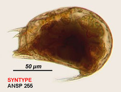 Image of Trichocerca rotundata Myers 1937
