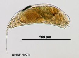 Image of Trichocerca tenuior (Gosse 1886)