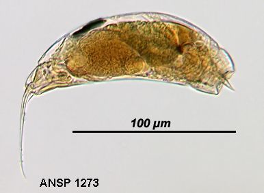 Image of Trichocerca tenuior (Gosse 1886)