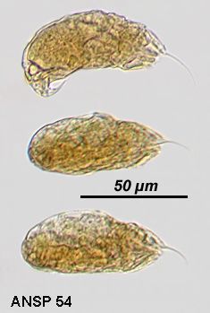 Image of Trichocerca uncinata (Voigt 1902)