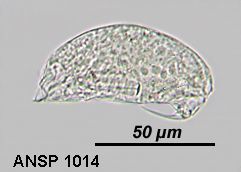 Image of Trichocerca vernalis (Hauer 1936)