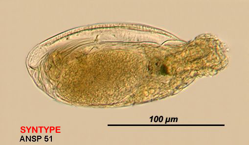 Image of Trichocerca voluta (Murray 1913)