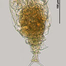 Image of <i>Trichotria cornuta</i>