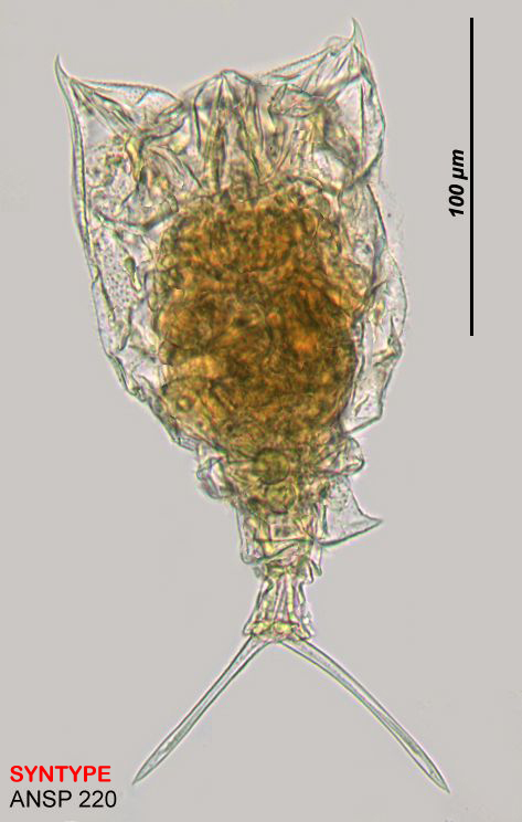 Image of <i>Trichotria cornuta</i>