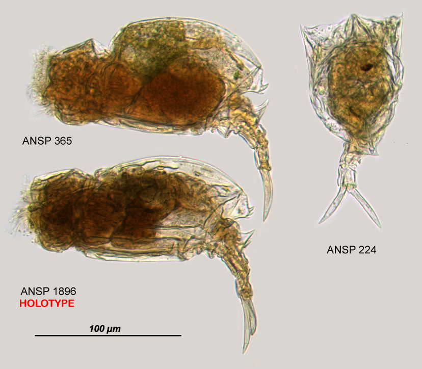 Image of Trichotria eukosmeta Myers 1934