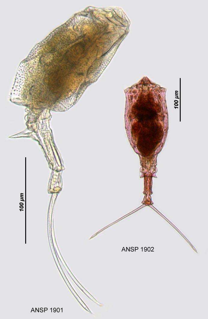 Image of Trichotria tetractis similis (Stenroos 1830)