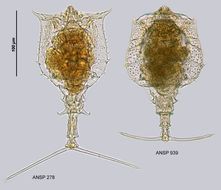 Image of Trichotria truncata (Whitelegge 1889)