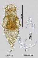 Image of Tylotrocha monopus (Jennings 1894)
