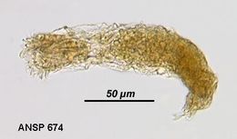 Image of Wierzejskiella elongata (Glascott 1893)