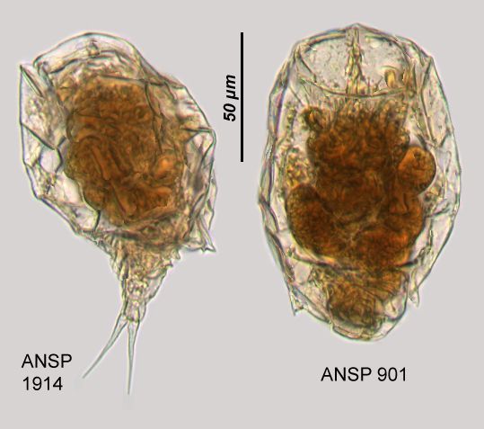 Image of Wolga spinifera (Western 1894)