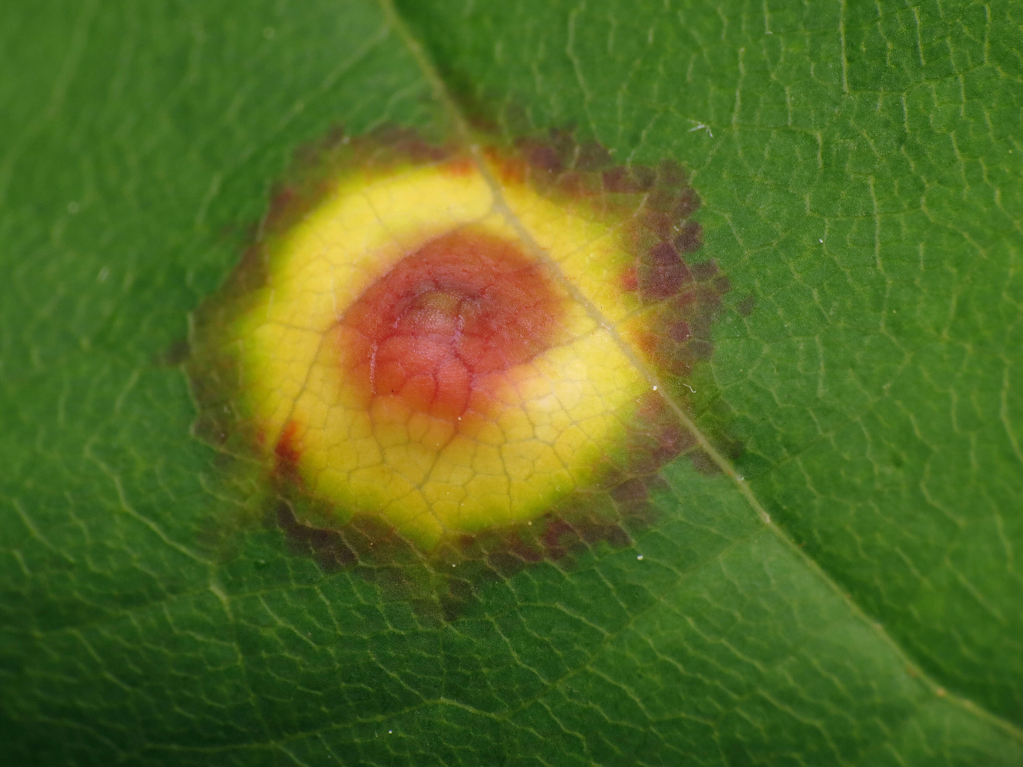 Image of Ocellate Gall Midge