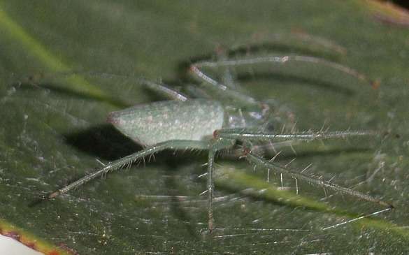 Image of Araneus talipedatus (Keyserling 1887)